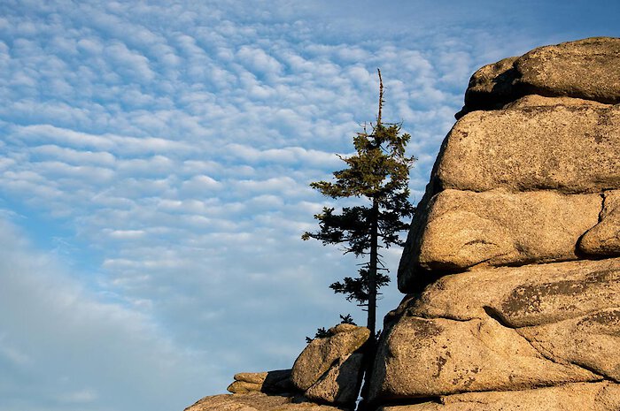 Dreisesselberg im Bayerischen Wald entdecken